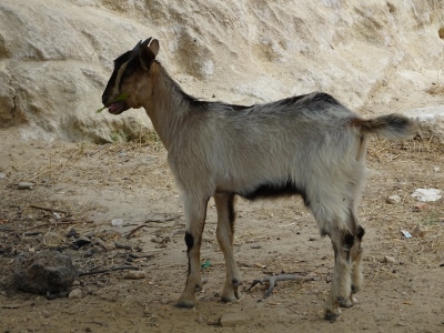 Charaki - Stegna