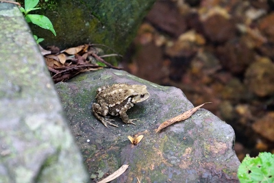 Wandertour durch Teeplantagen in Hangzhou