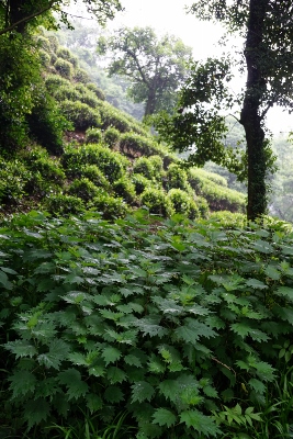 Wandertour durch Teeplantagen in Hangzhou