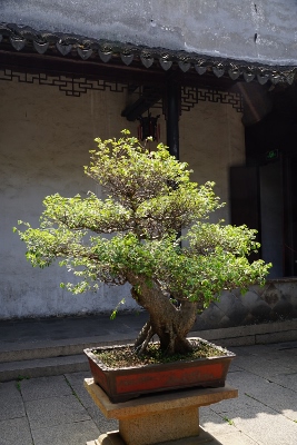 Tongli Watertown
