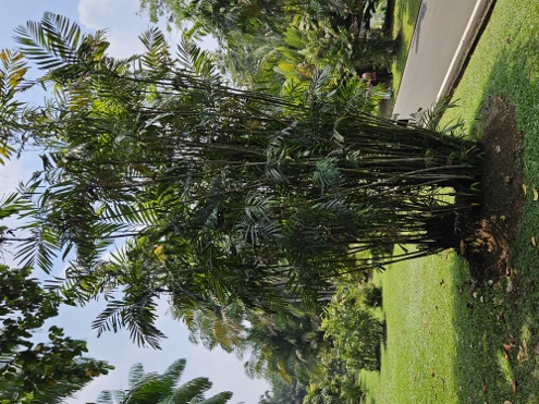 Bogor - Botanischer Garten