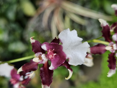 Bogor - Botanischer Garten