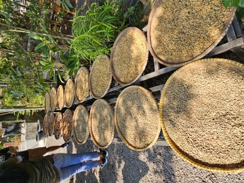 Kopi Luwak