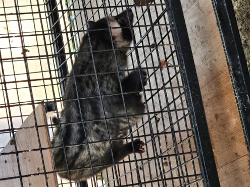 Kopi Luwak
