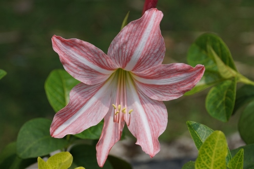 Bogor - Botanischer Garten