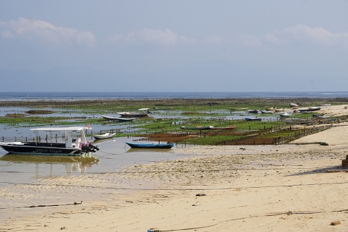 Nusa Lembongan - Sea Weed Fields