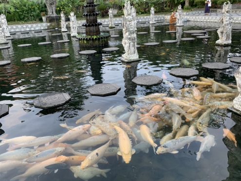 Bali - Tirta Gangga - Kleine Fische
