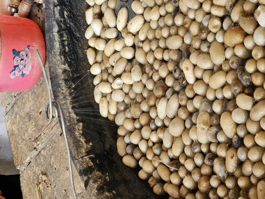 Wie die edlen Seidenstoffe entstehen