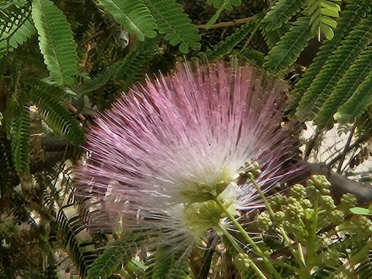 Viel Grün hier in der Wüste