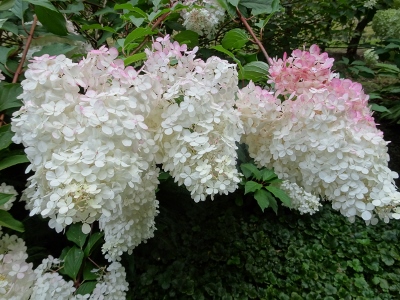 DSC06696