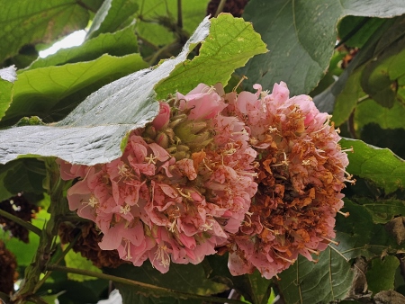 Jardim da Estrela