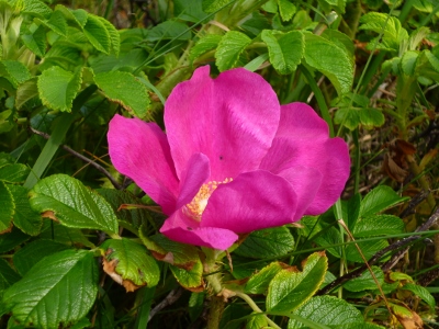 P1010466
