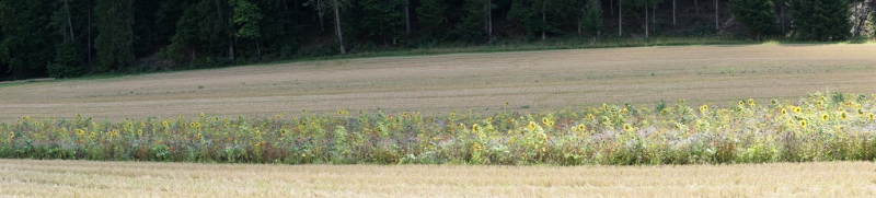 DSC00019