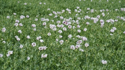 DSC00515