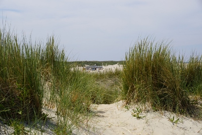 DSC00517