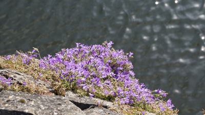 DSC00762