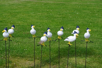 DSC05930