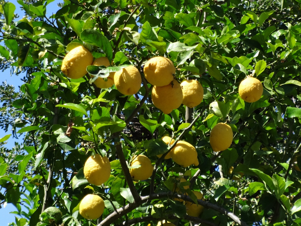Zitronenbaum